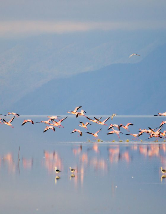 flock-of-pink-flamingos-from-lake-manyara